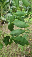 Arthroclianthus