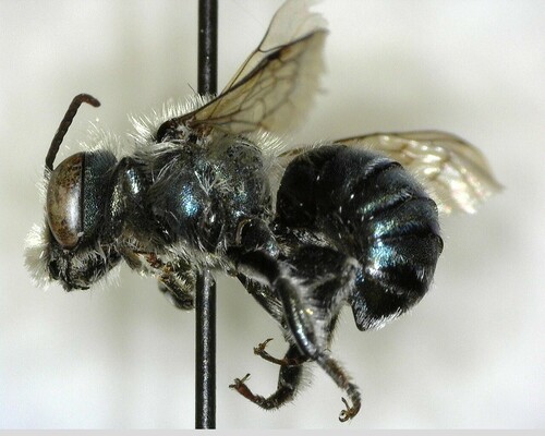 iNaturalist observation photo of Mason Bees