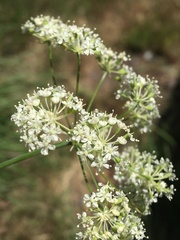 Perideridia bolanderi bolanderi