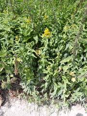 Lysimachia vulgaris