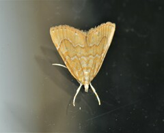 Glaphyria glaphyralis