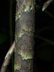 Dracontium polyphyllum