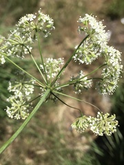 Perideridia bolanderi bolanderi