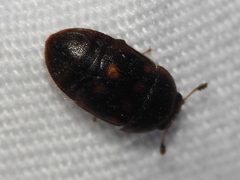 Colopterus maculatus