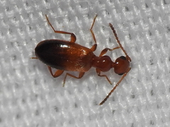 Ischyropalpus subtilissimus