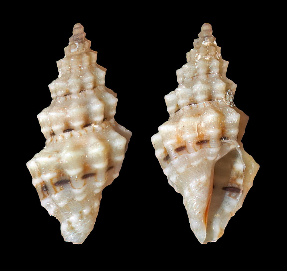 Macteola theskela