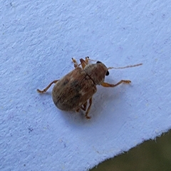 Demotina modesta