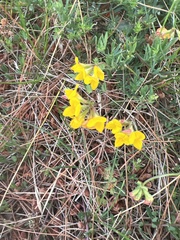 Lotus corniculatus