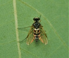 Chrysopilus fasciatus