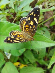 Anthanassa drusilla