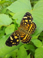 Anthanassa drusilla