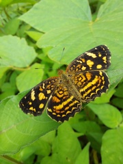 Anthanassa drusilla