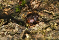 Stelidota geminata