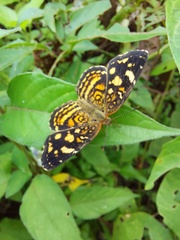 Anthanassa drusilla