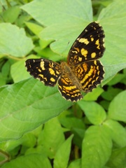 Anthanassa drusilla