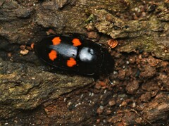 Glischrochilus obtusus