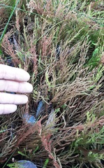 Selaginella uliginosa