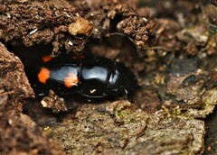 Glischrochilus obtusus