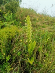 Platanthera micrantha