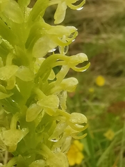 Platanthera micrantha