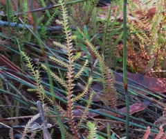 Selaginella uliginosa