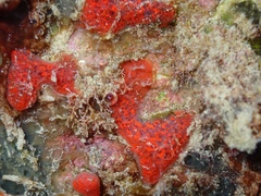 Mycale microsigmatosa