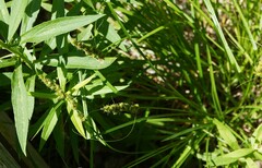 Carex vulpina
