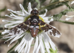 Exoprosopa caliptera
