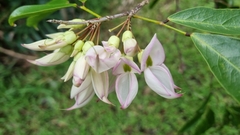 Arthroclianthus