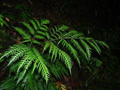 Pteris altissima