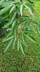 Arthroclianthus