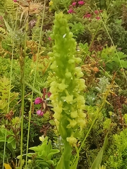 Platanthera pollostantha
