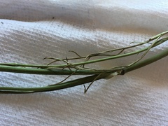 Perideridia bolanderi bolanderi