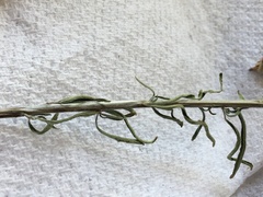 Perideridia bolanderi bolanderi