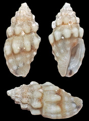 Macteola