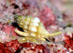 Macteola