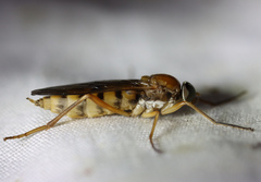 Dialysis fasciventris
