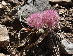 Allium hoffmanii