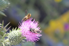 Megachile ericetorum