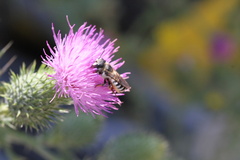 Megachile ericetorum