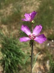 Clarkia lassenensis