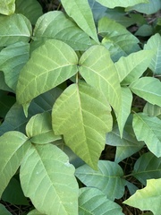 Toxicodendron radicans