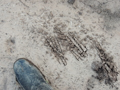 Myrmecophaga tridactyla