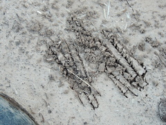 Myrmecophaga tridactyla