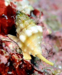 Macteola