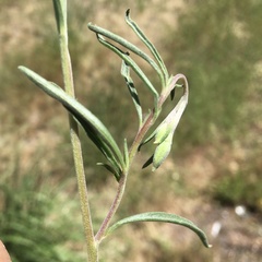 Clarkia lassenensis