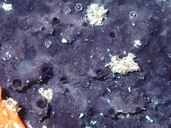 Chelonaplysilla americana