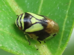 Clastoptera proteus