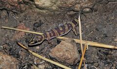 Oedura gracilis