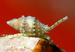 Macteola
